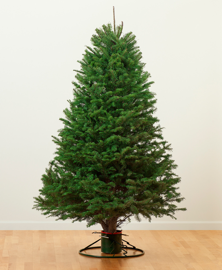 7-8ft Nordmann Fir tree
