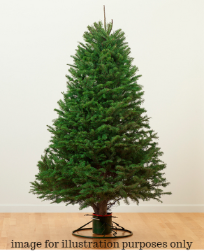 4-5ft Nordmann Fir tree